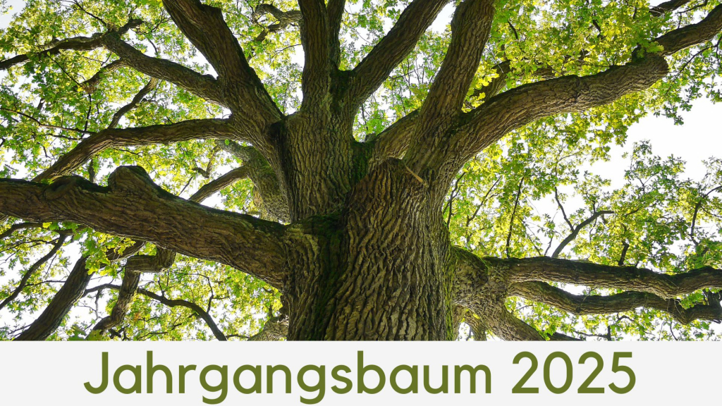 Jahrgangsbaum_2024